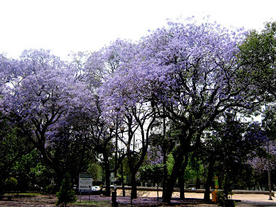 jacarandas-en-el-parque